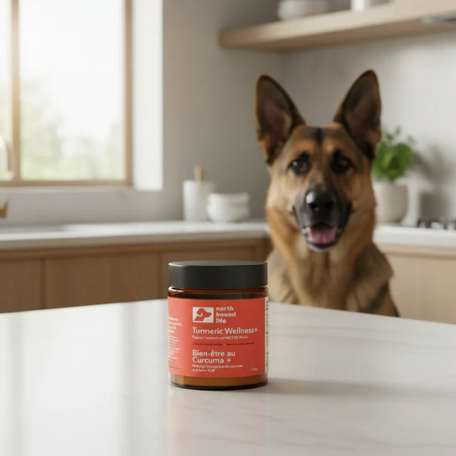 dog next to turmeric supplement for dogs supporting joint health and anti inflammatory care