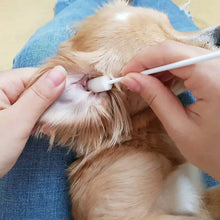 Person gently cleaning a dog’s ear using foam ear swabs from an organic dog ear cleansing kit