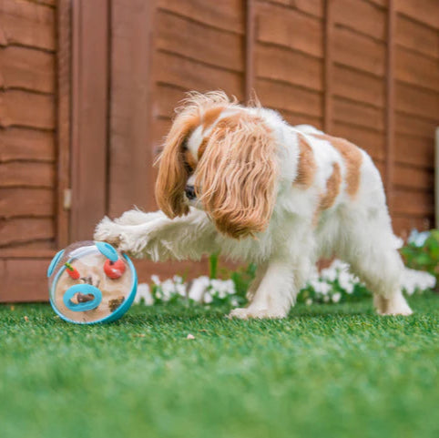 Dog playing with a treat-dispensing wobble toy designed to promote mental stimulation and reduce boredom.