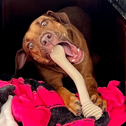 Aggressive chewer using BetterBone's Hard Chew.