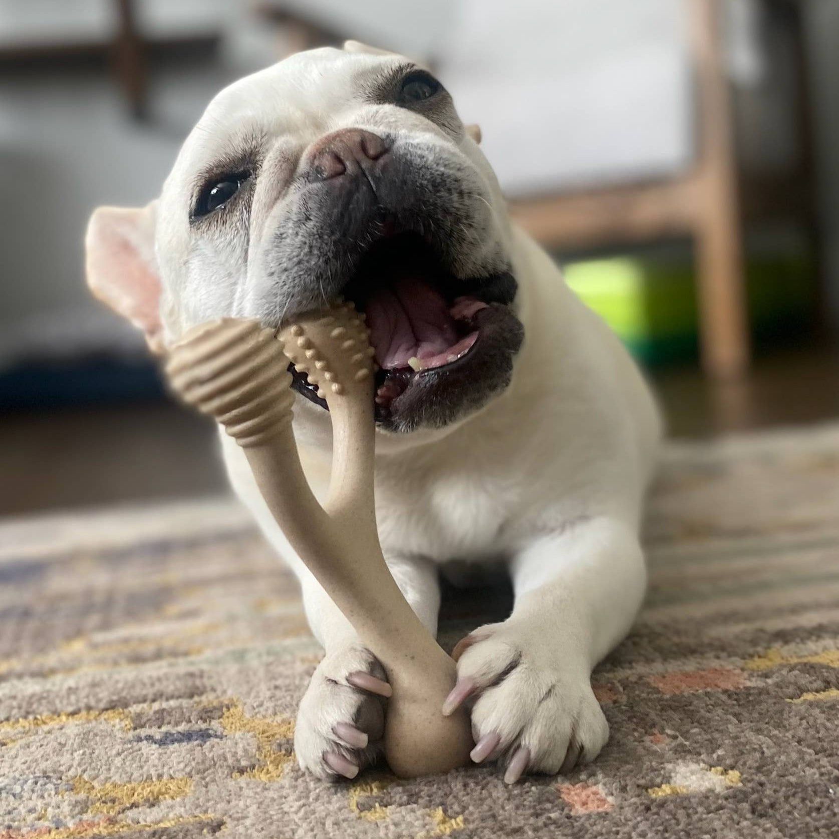Dog enjoying the BetterBone HARD chew, a durable, non-toxic dog chew designed for aggressive chewers and safer everyday chewing.