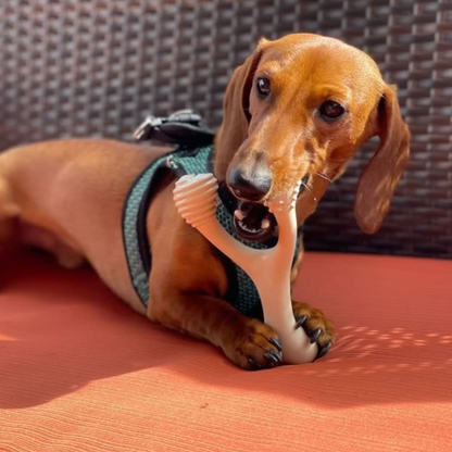 Dog chewing the BetterBone HARD chew indoors, a long-lasting, non-toxic dog chew for aggressive chewers.