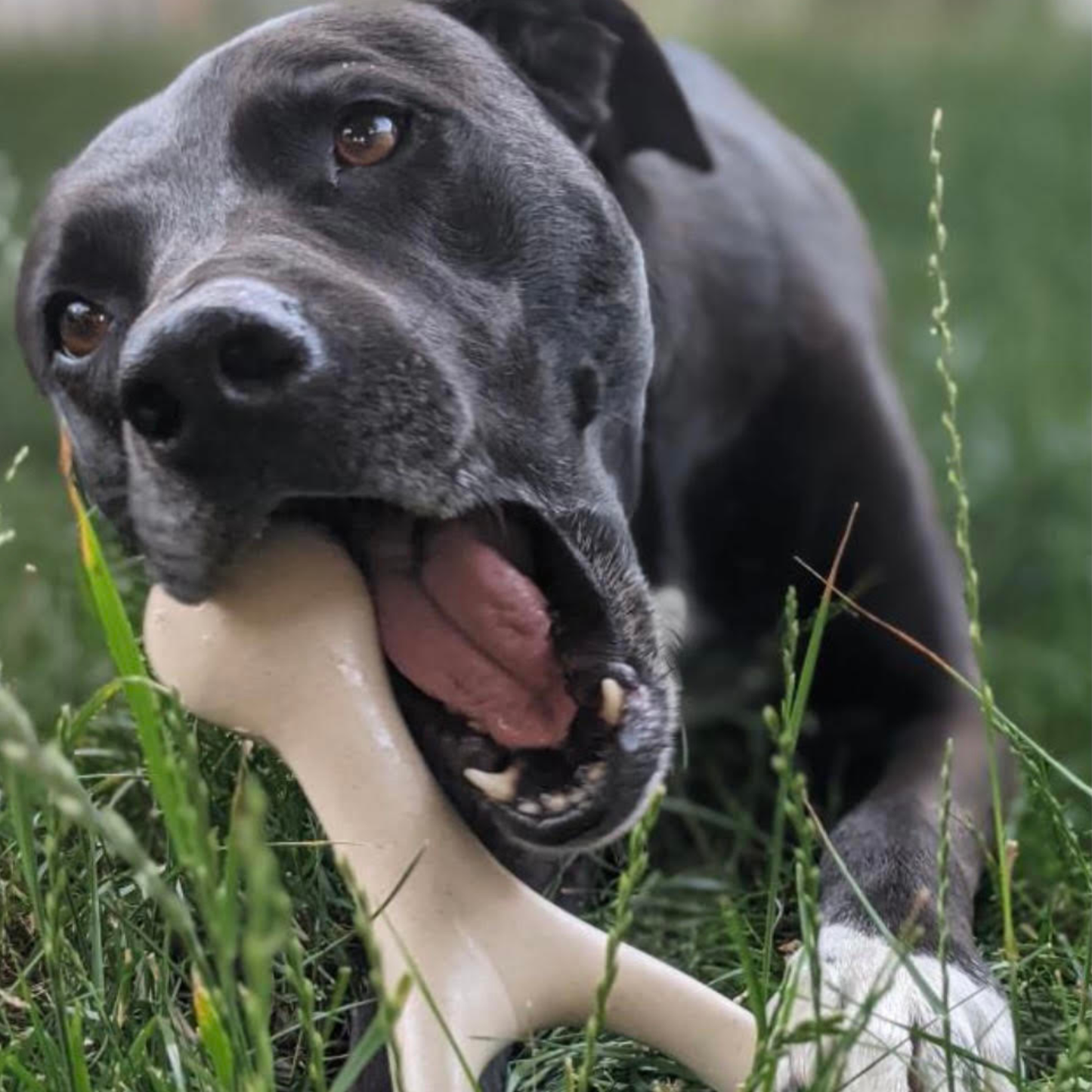 Dog chewing the BetterBone HARD chew outdoors, a long-lasting, non-toxic dog chew for aggressive chewers.