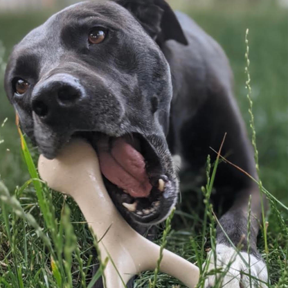 Dog chewing the BetterBone HARD chew outdoors, a long-lasting, non-toxic dog chew for aggressive chewers.