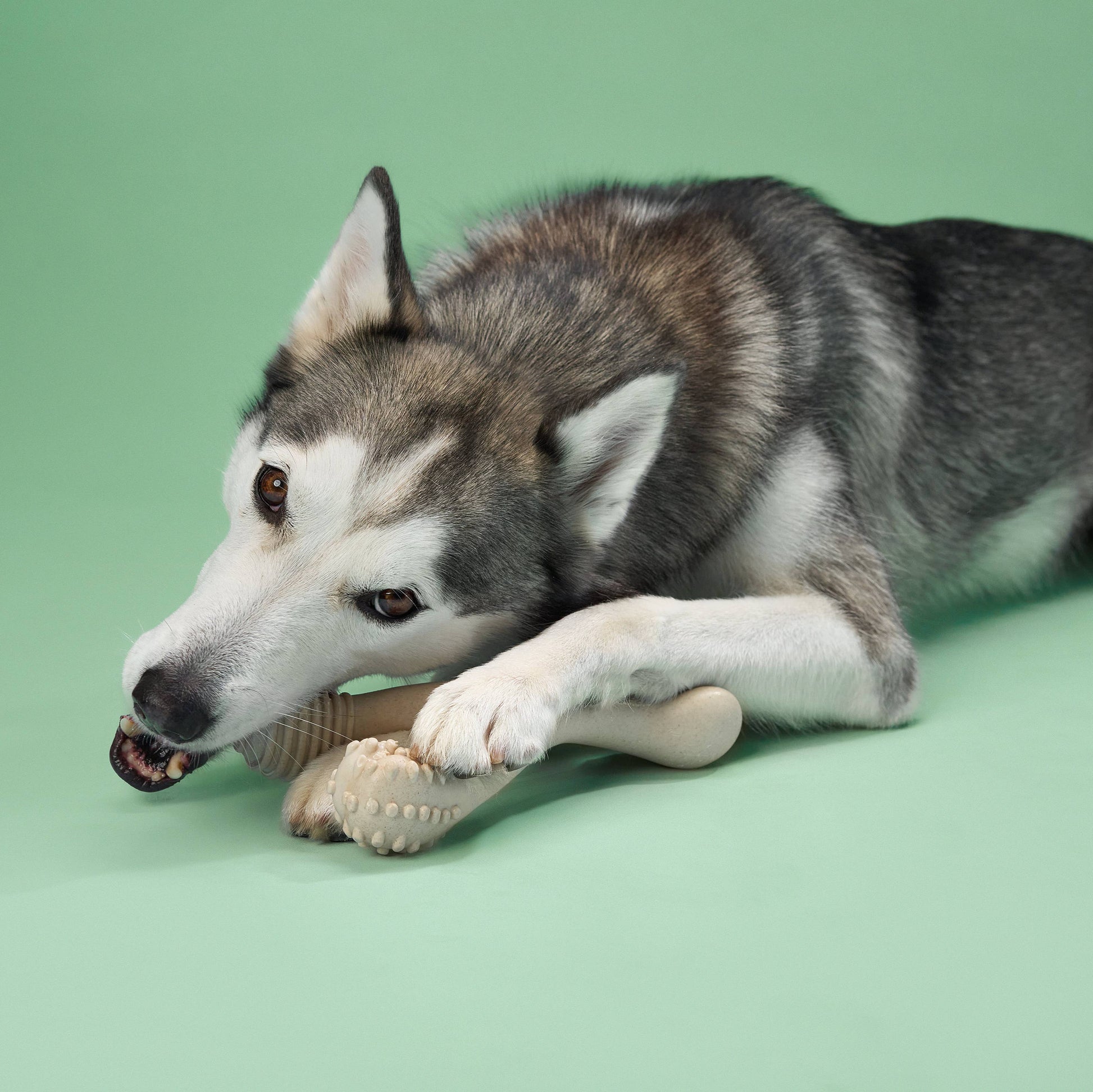 Dog chewing BetterBone MEDIUM non-toxic chew