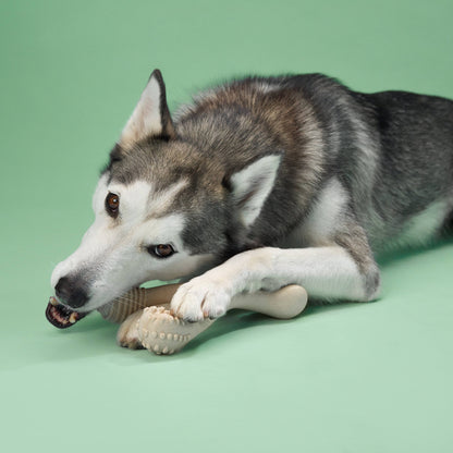 Dog chewing BetterBone MEDIUM non-toxic chew