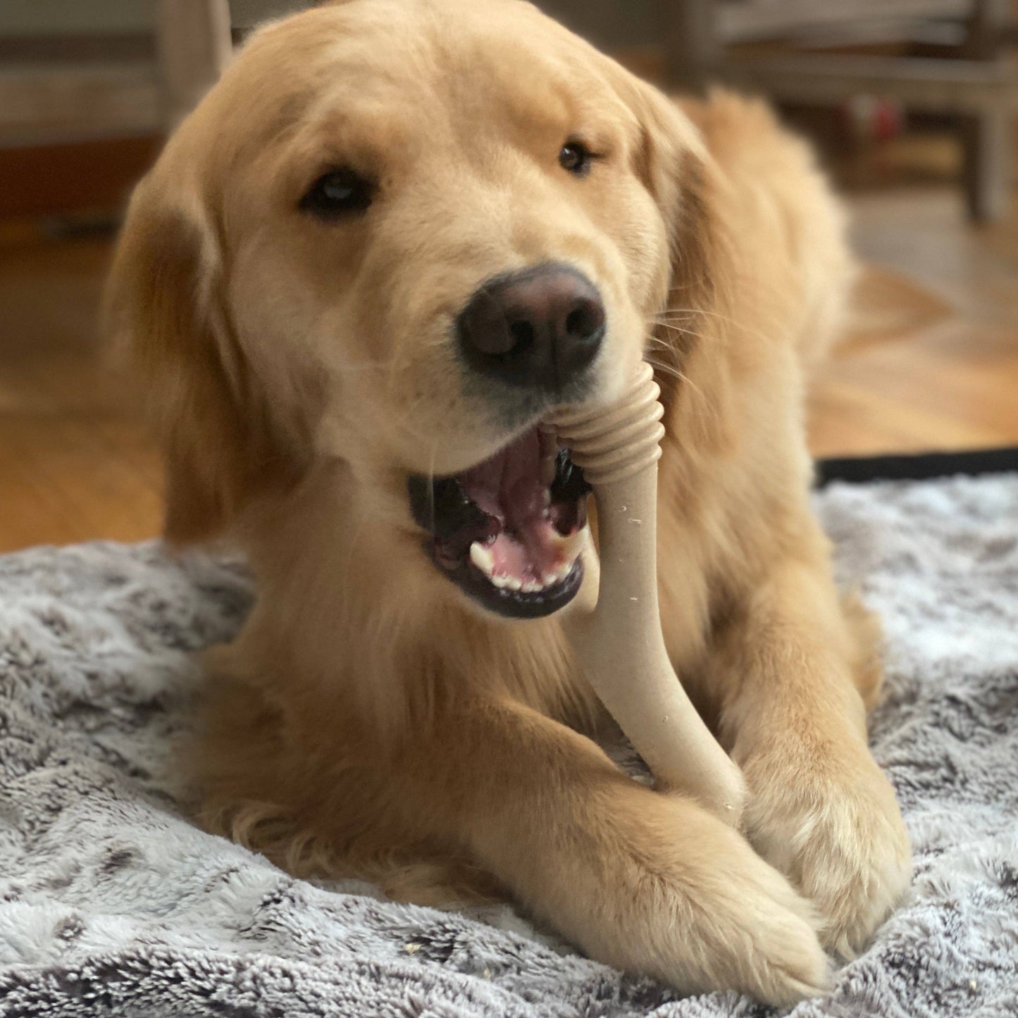 Happy dog chewing the BetterBone SOFT chew, supporting safer everyday play for puppies and senior dogs.