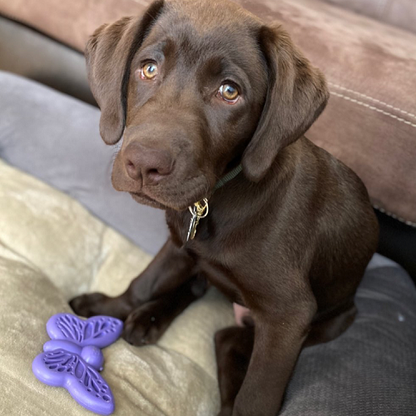 Dog chewing the purple SodaPup Butterfly Enrichment Toy indoors, suitable for heavy chewers.